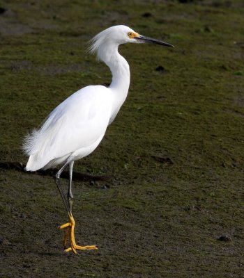 BIRD - EGRET - SNOWY EGRET - ELKHORN SLOUGH CALIFORNIA (5).JPG