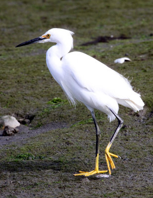 BIRD - EGRET - SNOWY EGRET - ELKHORN SLOUGH CALIFORNIA (9).JPG