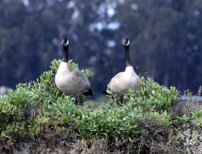 BIRD - GOOSE - CANADA GOOSE - ELKHORN SLOUGH CALIFORNIA (2).JPG