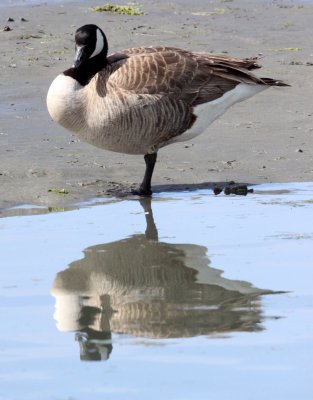 BIRD - GOOSE - CANADA GOOSE - ELKHORN SLOUGH CALIFORNIA (4).JPG