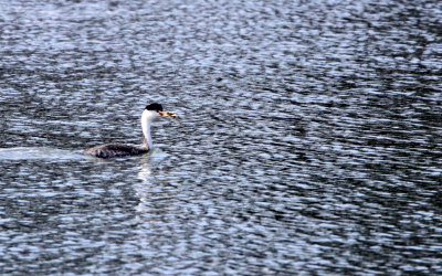 BIRD - GREBE - CLARK'S GREBE - ELKHORN SLOUGH CALIFORNIA (2).JPG