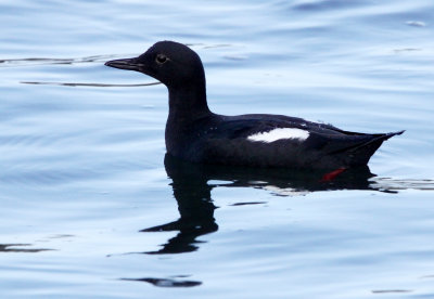 BIRD - GUILLEMOT - PIGEON GUILLEMOT - ELKHORN SLOUGH CALIFORNIA (4).JPG