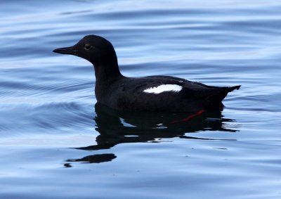 BIRD - GUILLEMOT - PIGEON GUILLEMOT - ELKHORN SLOUGH CALIFORNIA (5).JPG