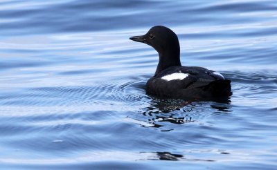 BIRD - GUILLEMOT - PIGEON GUILLEMOT - ELKHORN SLOUGH CALIFORNIA (7).JPG