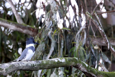 BIRD - KINGFISHER - BELTED KINGFISHER - ELKHORN SLOUGH CALIFORNIA.JPG