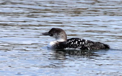 BIRD - LOON - COMMON LOON - ELKHORN SLOUGH CALIFORNIA (2).JPG