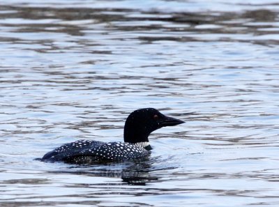 BIRD - LOON - COMMON LOON - ELKHORN SLOUGH CALIFORNIA (6).JPG