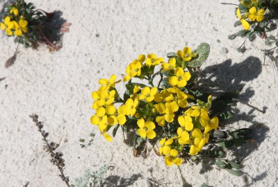 BRASSICACEAE - ERYSIMUM MENZIESII - MENZIE'S WALLFLOWER - MONTEREY CALIFORNIA (3).JPG