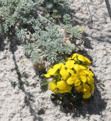 BRASSICACEAE - ERYSIMUM MENZIESII - MENZIE'S WALLFLOWER - MONTEREY CALIFORNIA (5).JPG