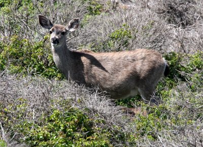 CERVID - DEER - CALIFORNIA MULE DEER - MONTEREY CALIFORNIA (2).JPG