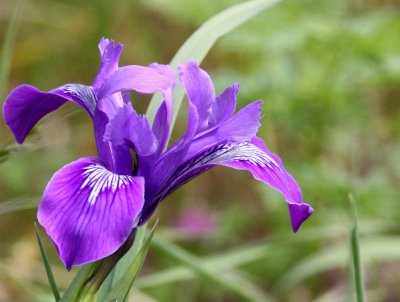 LILIACEAE - IRIS DOUGLASII - DOUGLAS IRIS - ELKHORN SLOUGH CALIFORNIA (3).JPG