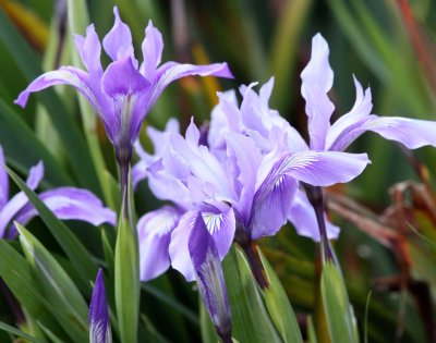 LILIACEAE - IRIS DOUGLASII - DOUGLAS IRIS - ELKHORN SLOUGH CALIFORNIA (5).JPG