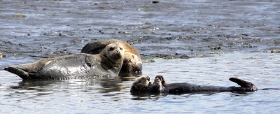 MUSTELID - OTTER - CALIFORNIA SEA OTTER - ELK HORN SLOUGH RESERVE CALIFORNIA (32).JPG