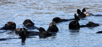 MUSTELID - OTTER - CALIFORNIA SEA OTTER - ELKHORN SLOUGH  WILDLIFE REFUGE CALIFORNIA (12).JPG