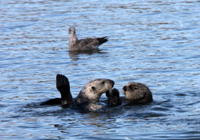 MUSTELID - OTTER - CALIFORNIA SEA OTTER - ELKHORN SLOUGH WILDLIFE REFUGE CALIFORNIA (8).JPG