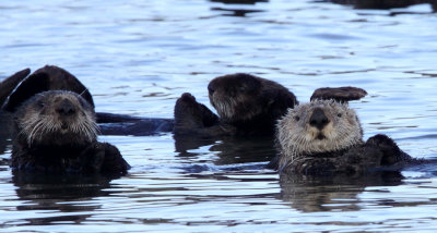 MUSTELID - OTTER - SEA OTTER - ELKHORN SLOUGH  CALIFORNIA (10).JPG