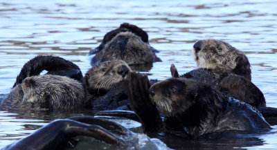 MUSTELID - OTTER - SEA OTTER - ELKHORN SLOUGH  CALIFORNIA (12).JPG