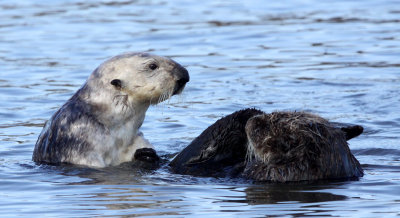 MUSTELID - OTTER - SEA OTTER - ELKHORN SLOUGH  CALIFORNIA (21).JPG