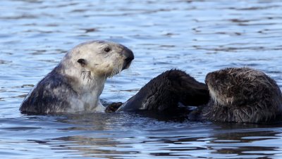 MUSTELID - OTTER - SEA OTTER - ELKHORN SLOUGH  CALIFORNIA (22).JPG