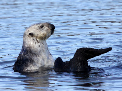 MUSTELID - OTTER - SEA OTTER - ELKHORN SLOUGH  CALIFORNIA (24).JPG