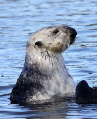 MUSTELID - OTTER - SEA OTTER - ELKHORN SLOUGH  CALIFORNIA (25).jpg