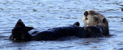 MUSTELID - OTTER - SEA OTTER - ELKHORN SLOUGH  CALIFORNIA (37).jpg