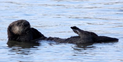 MUSTELID - OTTER - SEA OTTER - ELKHORN SLOUGH  CALIFORNIA (50).JPG