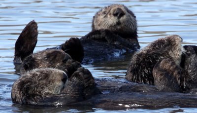 MUSTELID - OTTER - SEA OTTER - ELKHORN SLOUGH  CALIFORNIA (56).jpg