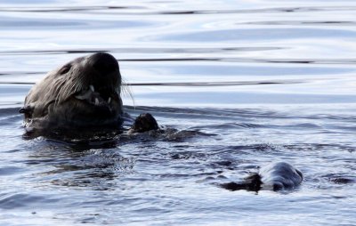 MUSTELID - OTTER - SEA OTTER - ELKHORN SLOUGH  CALIFORNIA (67).JPG