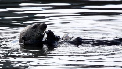 MUSTELID - OTTER - SEA OTTER - ELKHORN SLOUGH CALIFORNIA (70).JPG