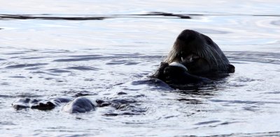 MUSTELID - OTTER - SEA OTTER - ELKHORN SLOUGH  CALIFORNIA (79).JPG