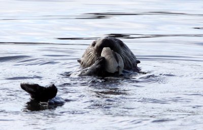 MUSTELID - OTTER - SEA OTTER - ELKHORN SLOUGH  CALIFORNIA (80).JPG