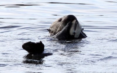 MUSTELID - OTTER - SEA OTTER - ELKHORN SLOUGH CALIFORNIA (81).JPG