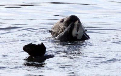 MUSTELID - OTTER - SEA OTTER - ELKHORN SLOUGH  CALIFORNIA (81).JPG