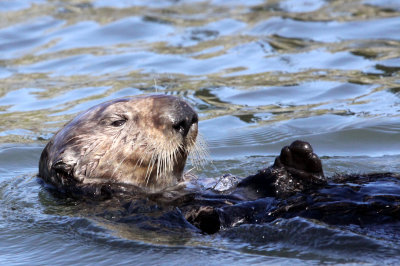 MUSTELID - OTTER - SEA OTTER - ELKHORN SLOUGH  CALIFORNIA (84).JPG