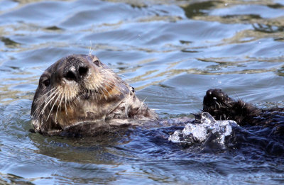 MUSTELID - OTTER - SEA OTTER - ELKHORN SLOUGH  CALIFORNIA (88).JPG