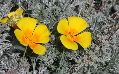 PAPAVERACEAE - ESCHSCHOLZIA CALIFORNICA - MONTEREY CALIFORNIA.JPG