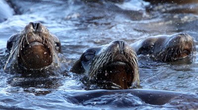 PINNIPED - SEA LION - CALIFORNIA SEA LION - ELKHORN SLOUGH CALIFORNIA (11).JPG