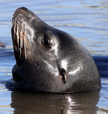 PINNIPED - SEA LION - CALIFORNIA SEA LION - ELKHORN SLOUGH CALIFORNIA (2).JPG