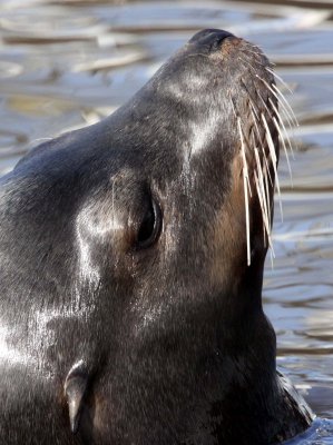 PINNIPED - SEA LION - CALIFORNIA SEA LION - ELKHORN SLOUGH CALIFORNIA (27).JPG