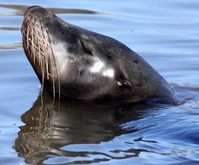 PINNIPED - SEA LION - CALIFORNIA SEA LION - ELKHORN SLOUGH CALIFORNIA (29).JPG