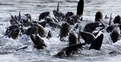 PINNIPED - SEA LION - CALIFORNIA SEA LION - ELKHORN SLOUGH CALIFORNIA (6).JPG