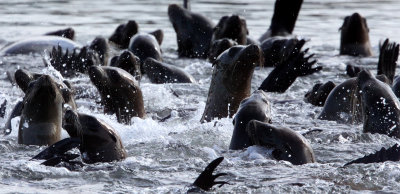 PINNIPED - SEA LION - CALIFORNIA SEA LION - ELKHORN SLOUGH CALIFORNIA (8).JPG