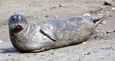 PINNIPED - SEAL - HARBOR SEAL - ELK HORN SLOUGH RESERVE CALIFORNIA (3).JPG