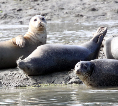 PINNIPED - SEAL - HARBOR SEAL - ELKHORN SLOUGH CALIFORNIA (15).JPG