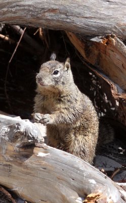 RODENT - SQUIRREL - CALIFORNIA GROUND SQUIRREL - CARMEL CALIFORNIA (10).JPG