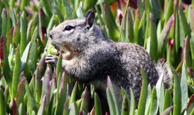 RODENT - SQUIRREL - CALIFORNIA GROUND SQUIRREL - CARMEL CALIFORNIA (2).JPG