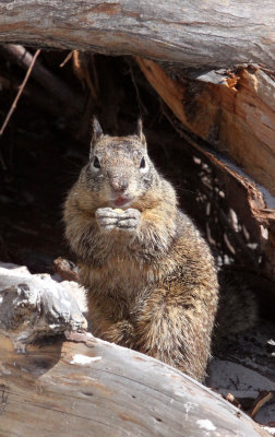 RODENT - SQUIRREL - CALIFORNIA GROUND SQUIRREL - CARMEL CALIFORNIA (7).JPG