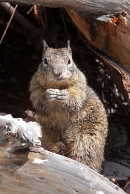 RODENT - SQUIRREL - CALIFORNIA GROUND SQUIRREL - CARMEL CALIFORNIA (9).JPG