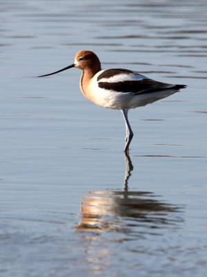 BIRD - AVOCET - AMERICAN AVOCET - SAN JOAQUIN WILDLIFE REFUGE IRVINE CALIFORNIA (33).JPG